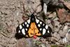 Arctia villica